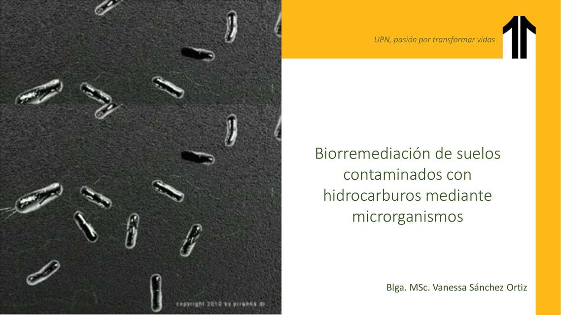 BIORREMEDIACIÓN DE SUELOS CONTAMINADOS CON HIDROCA