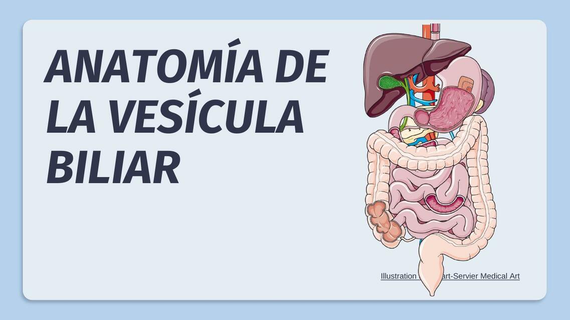 ANATOMIA VESICULA | DARLING MARIEL MENDOZA AGUILERA | uDocz