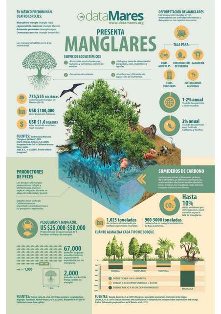 Infografía ecosistemas manglar