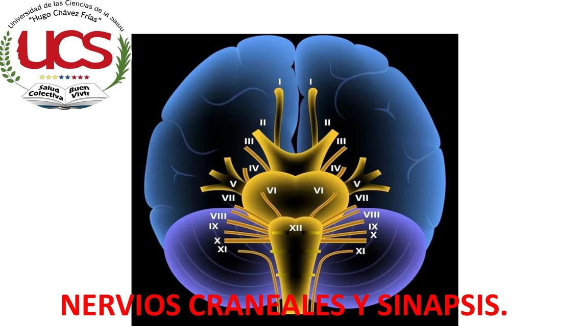 Nervios craneales y sinapsis