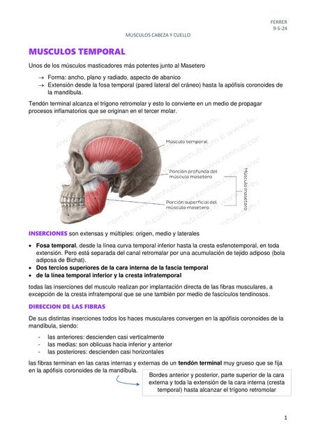 MUSCULOS cabeza y cuello