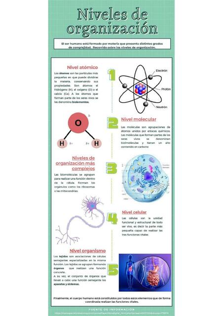 Niveles de organización