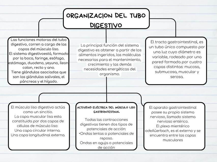 organizacion del tubo digestivo