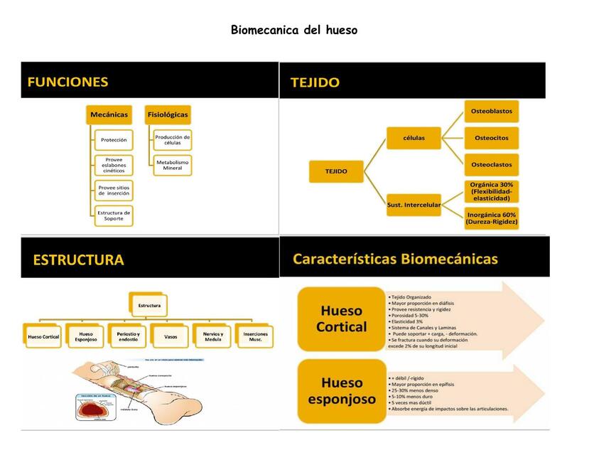 Biomecanica del hueso