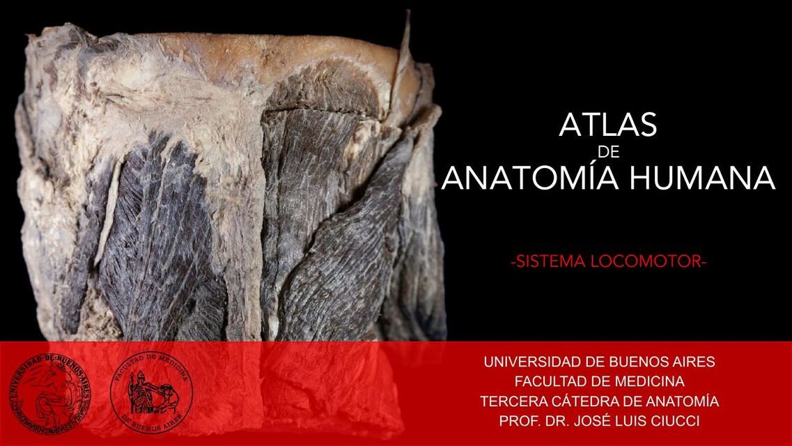 ATLAS DE ANATOMÍA HUMANA SISTEMA LOCOMOTOR CAT 3