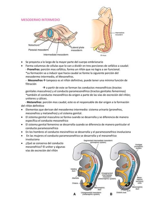 periodosomitico 