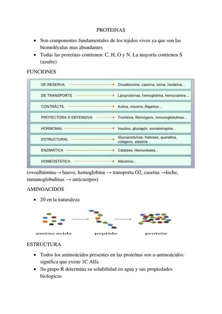 PROTEINAS Y ENZIMAS