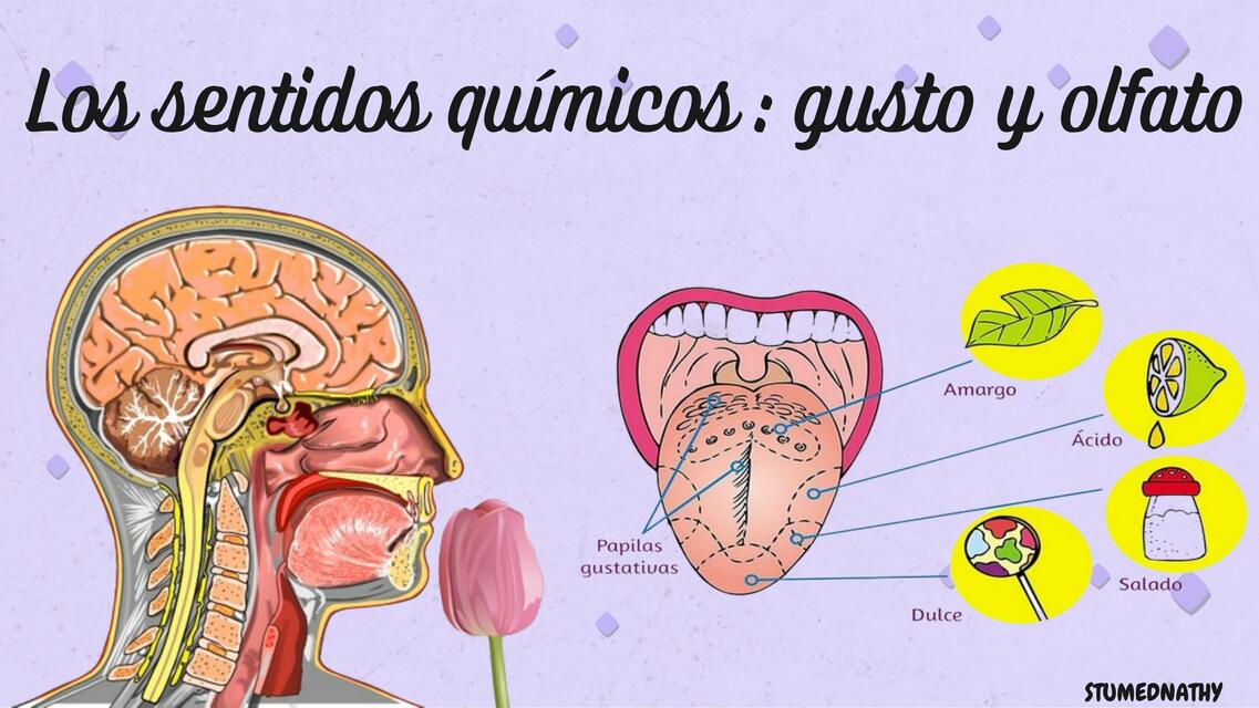 Sentidos químicos, gusto y olfato