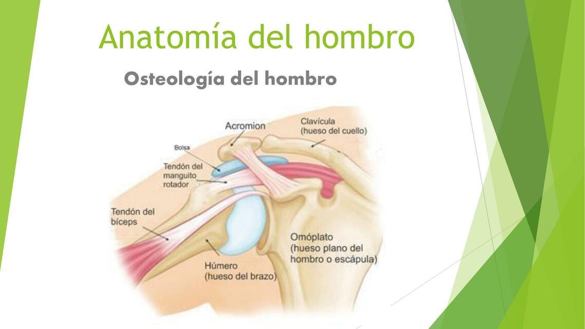 Anatomía del hombro