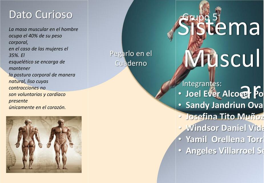 Tríptico del sistema Muscular