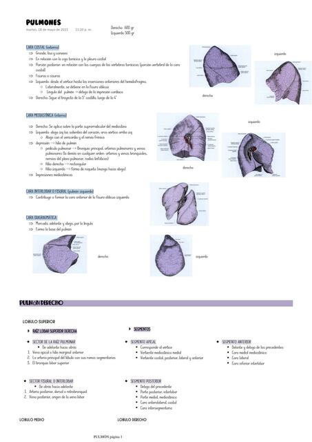 PULMONES