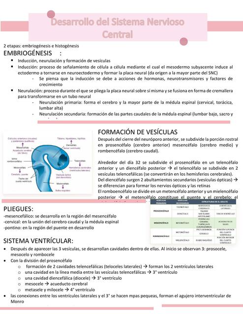 desarrollo snc