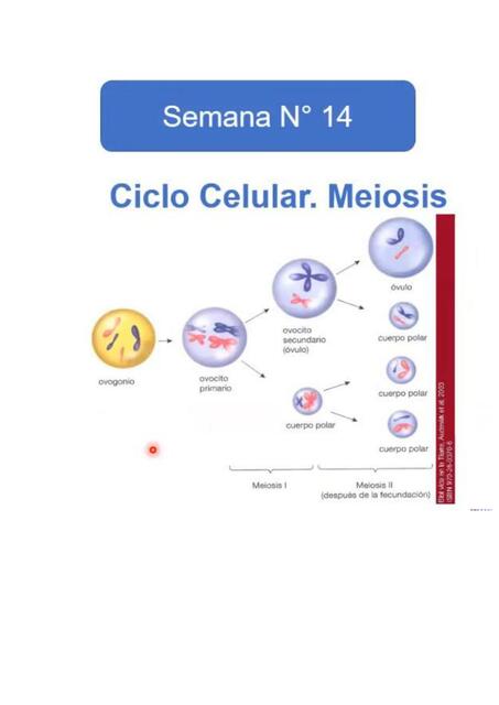 MEIOSIS