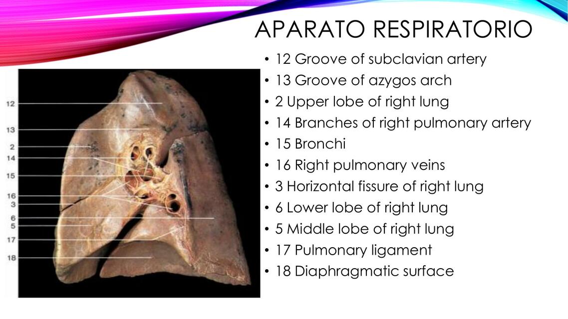 APARATO RESPIRATORIO