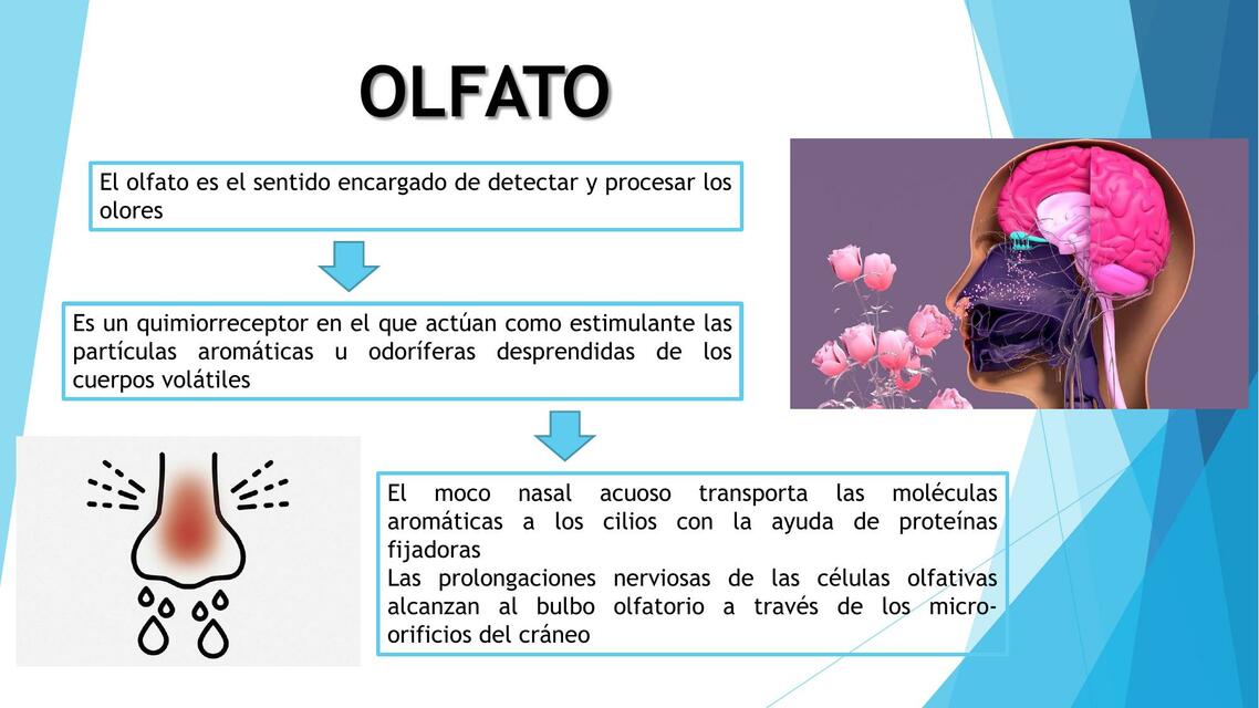 SEMIOLOGIA OLFATO GUSTO TERMOMETRO 1