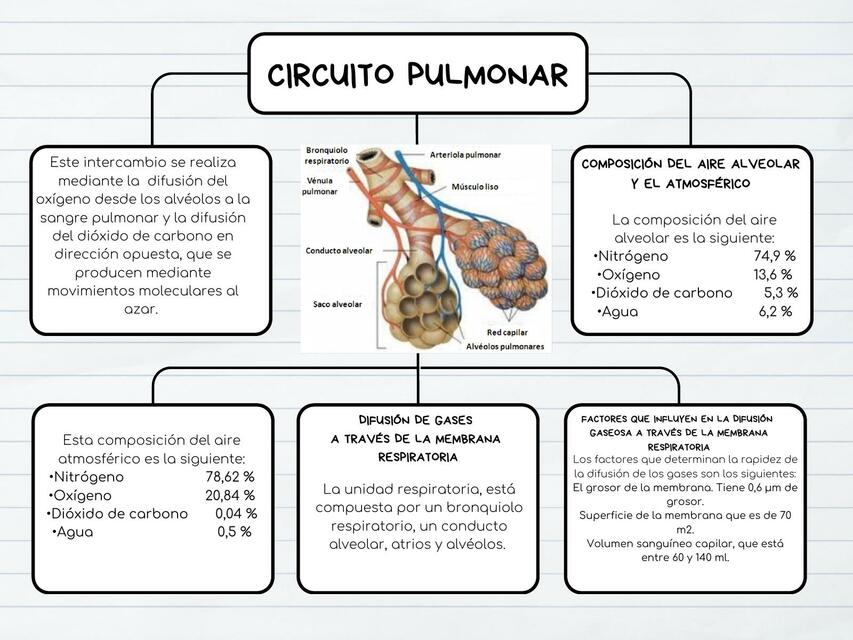 circuito pulmonar GUYTON