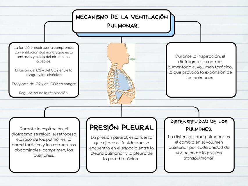 VENTILACION PULMONAR