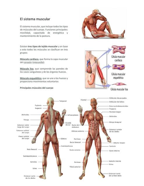 EL SISTEMA MUSCULAR