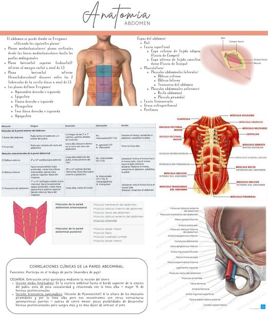 Guía de estudio de obstetricia