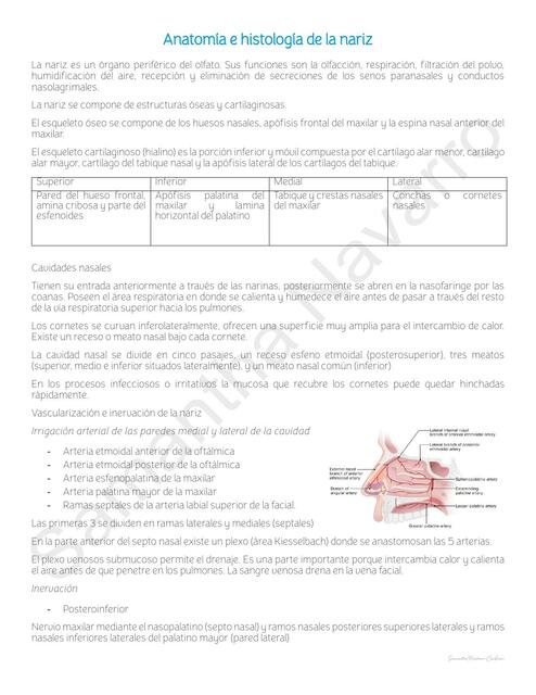 Anatomia e histología de la nariz