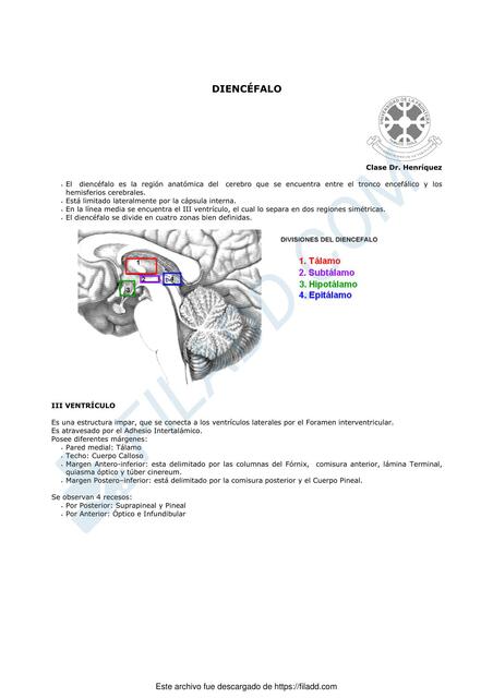 Guia Diencefalo