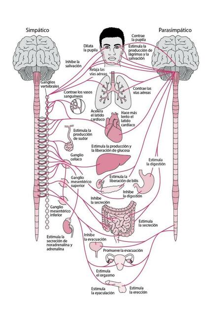 Anatomía medicina 