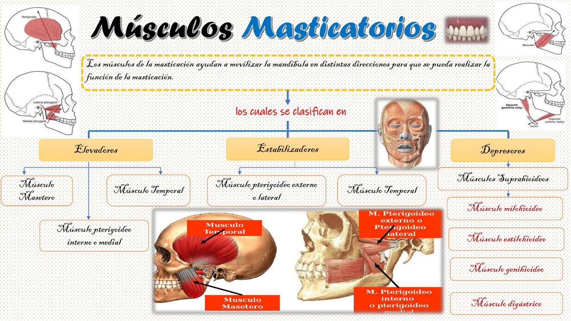 Esòfago Abdominal, Estòmago Hìgado y Vias Biliares