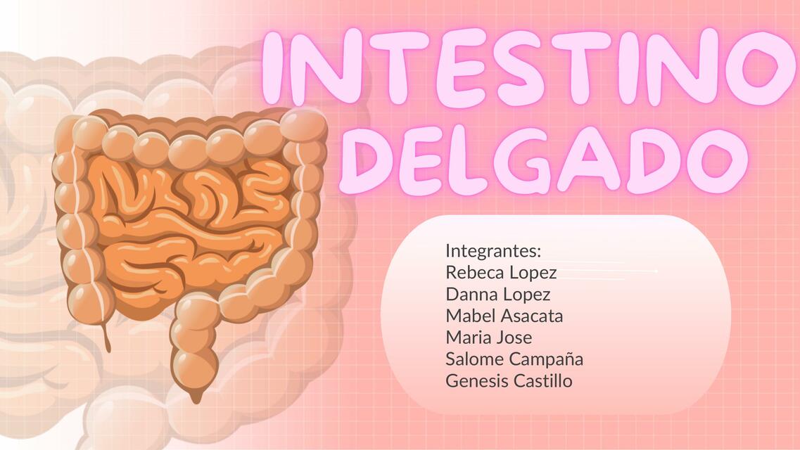 Intestino delgado