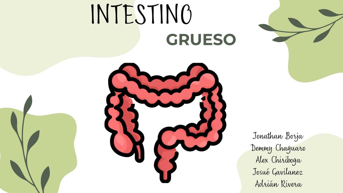 Intestino Grueso