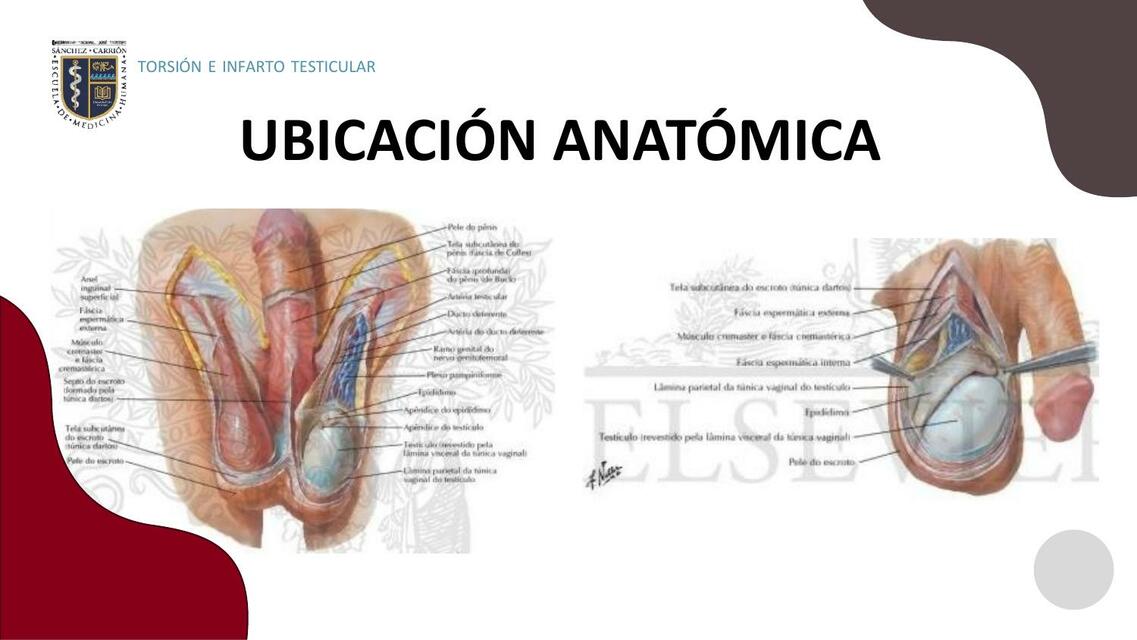 Ubicación anatómica 