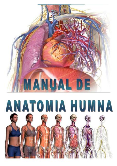 Manual de Anatomia Humana