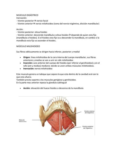 Músculos anterolaterales del cuello