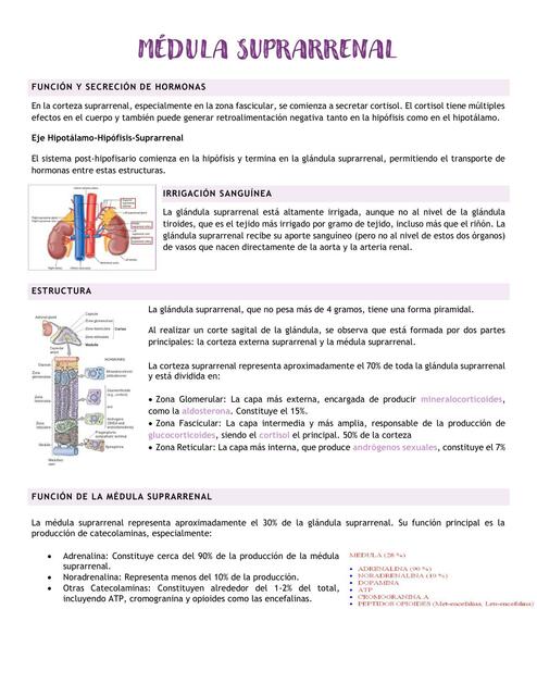 tipeo glándula suprarrenal