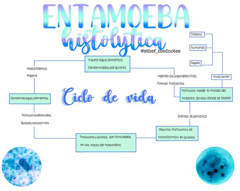 Ciclo De Vida De Entamoeba Histolytica 3039