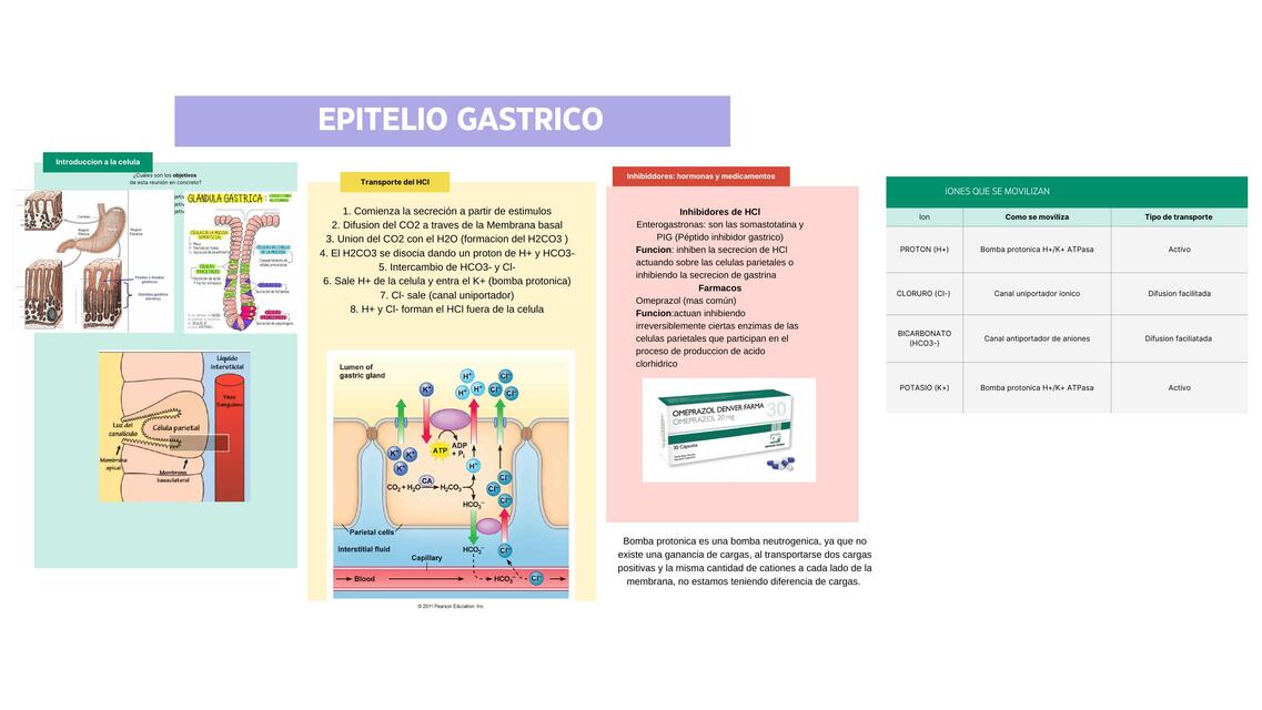 trasnporte de HCl en el epitelio gastrico