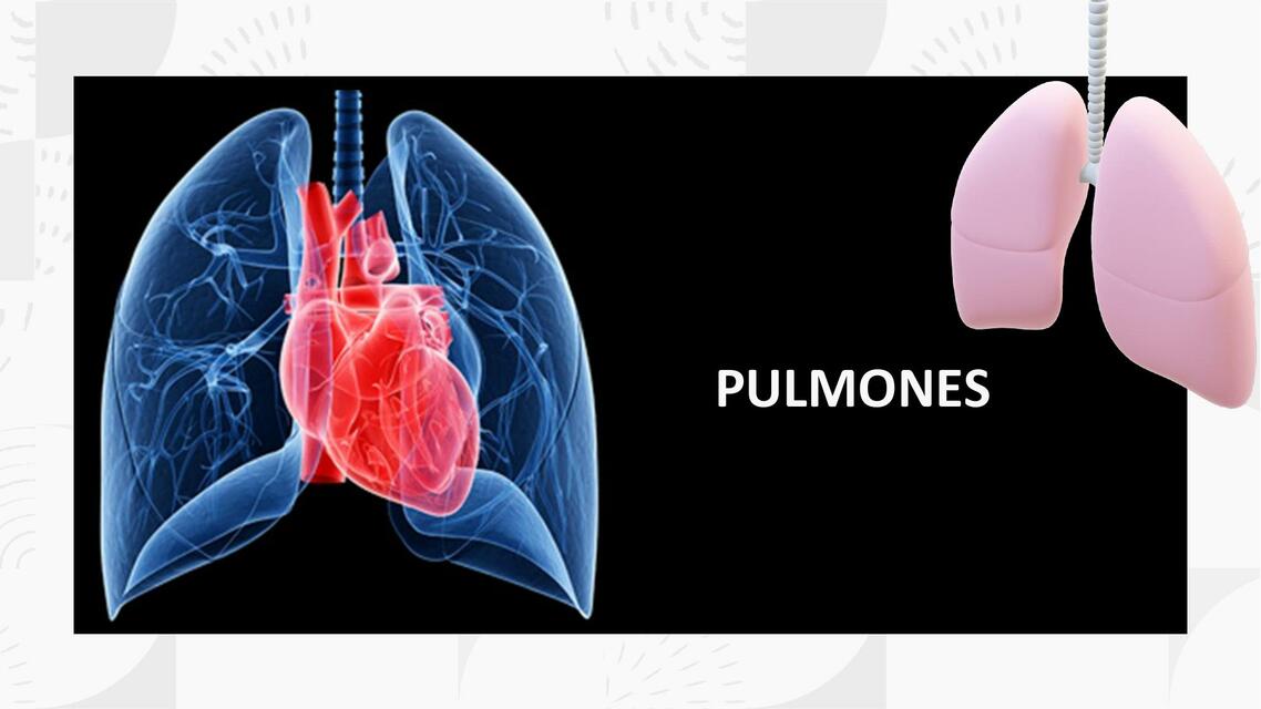 PULMONES