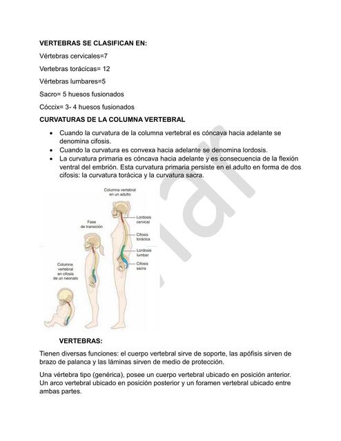 Vertebras cervicales toracicas lumbares sacras y c