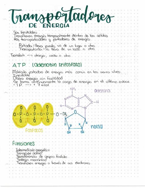 Transportadores de energía