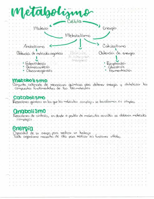 Metabolismo