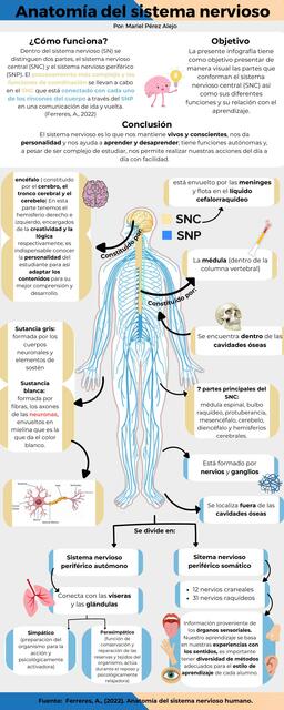 Infografía Anatomía del SN