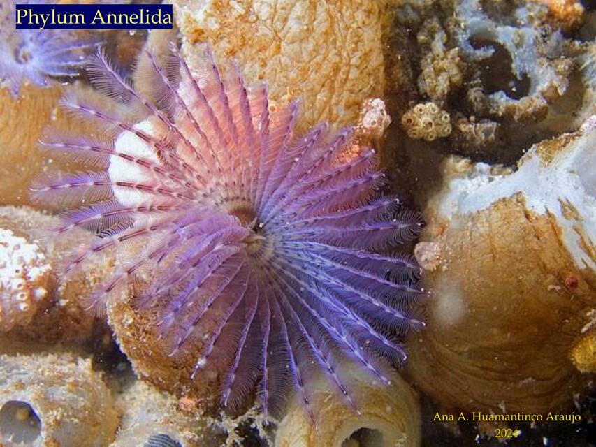 10 Phylum Annelida