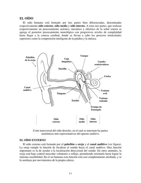 EL OIDO