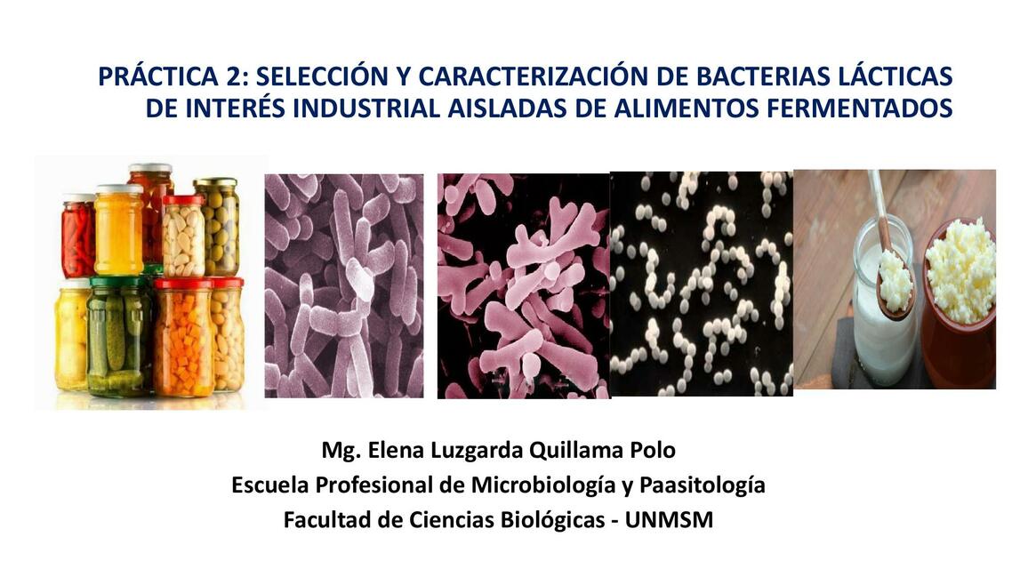 Práctica N 2 Bacterias lácticas 2