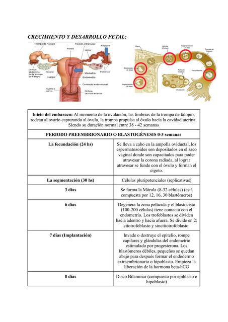 EMBRIOLOGÍA 2