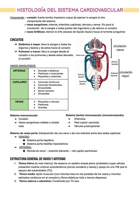 histología del sistema cardiovascular