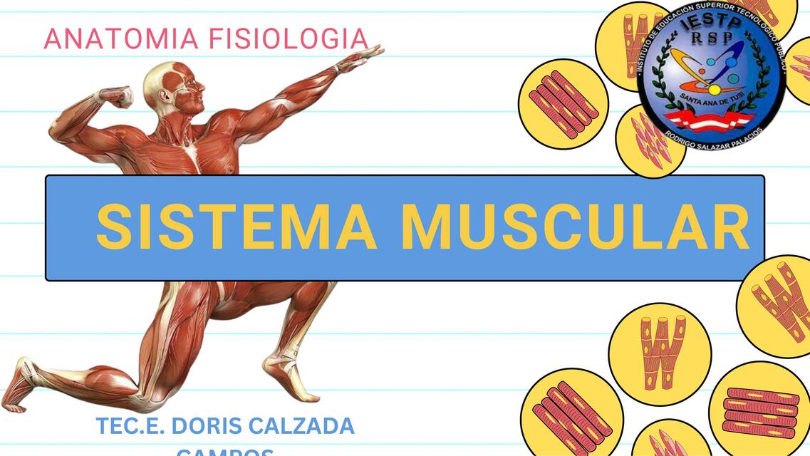 SISTEMA MUSCULAR