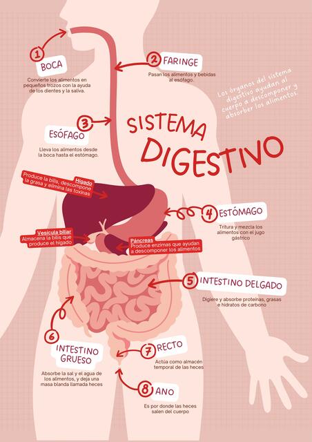 DIAGRAMA SISTEMA DIGESTIVO