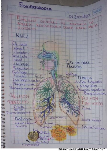 pulmones