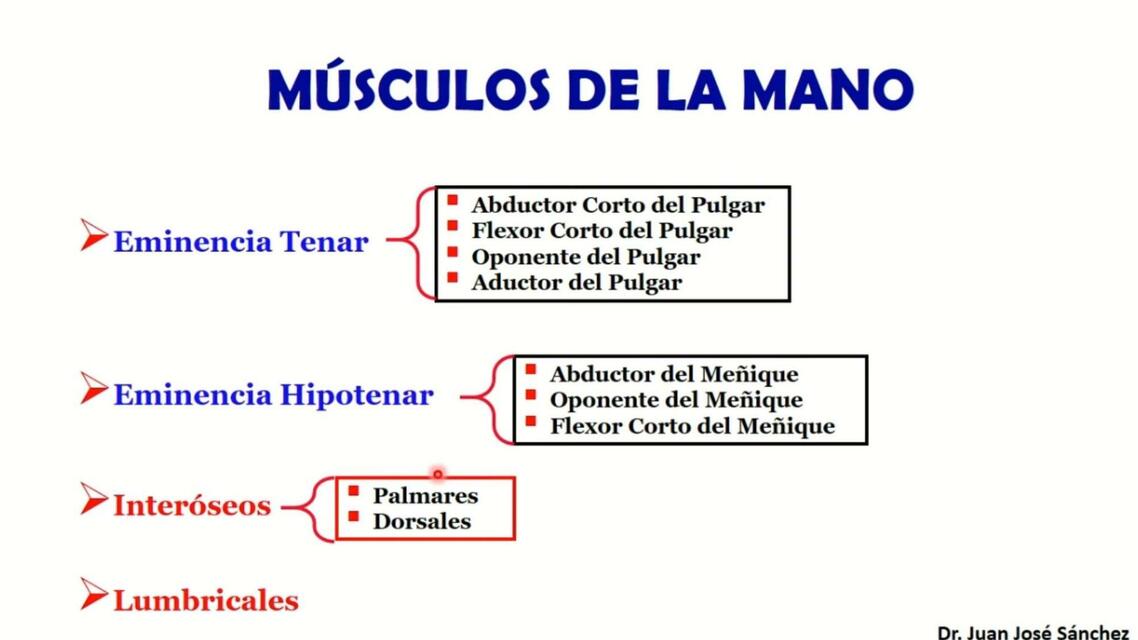 Músculos del MM SS