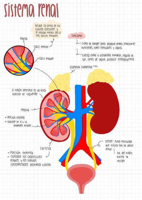 SISTEMA RENAL